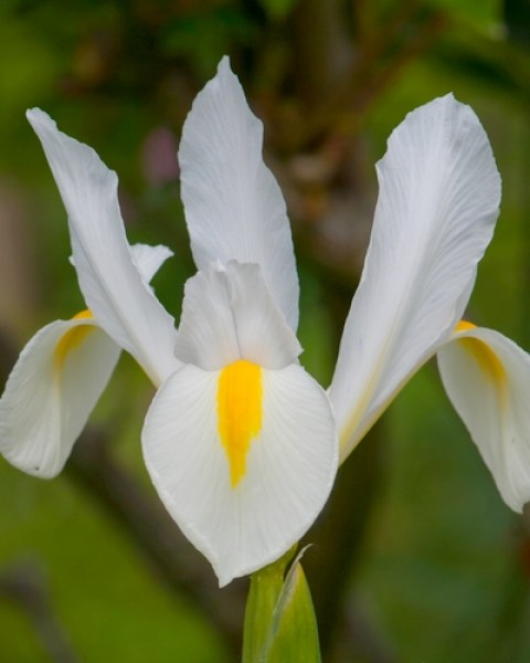 Iris holl. white van vliet.jpg