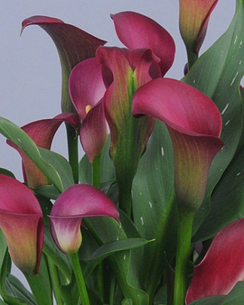 zantedeschia-pink-puppy-14-16