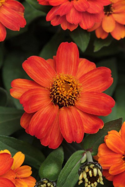 zinnia_zahara_fire