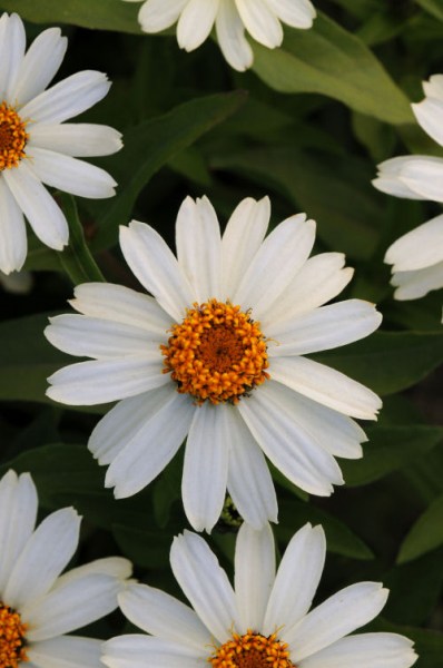 zinnia_zahara_white