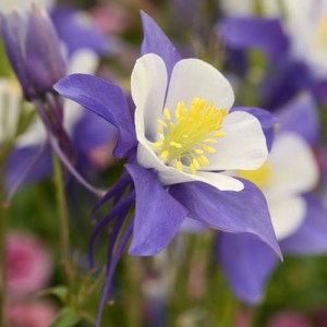 aquilegia9