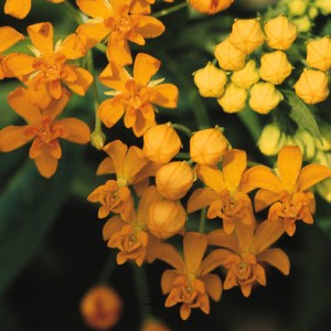 asclepias55