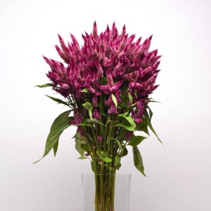 celosia4
