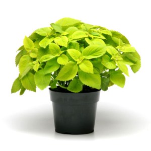 coleus.jpg