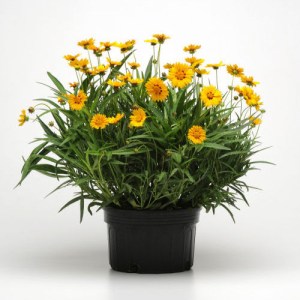 coreopsis.jpg