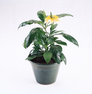 crossandra_tropic_yellow.jpg