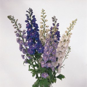 delphinium.jpg