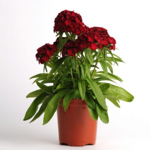 dianthus3.jpg