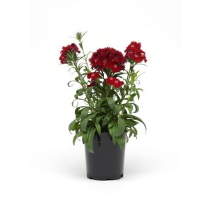 dianthus.jpg