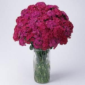 dianthus_amazon_neon_duo