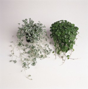 dichondra.jpg
