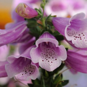 digitalis.jpg