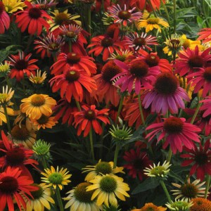 echinacea.jpg