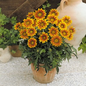 gazania.jpg