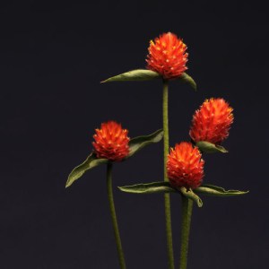 gomphrena.jpg