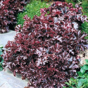 heuchera.jpg