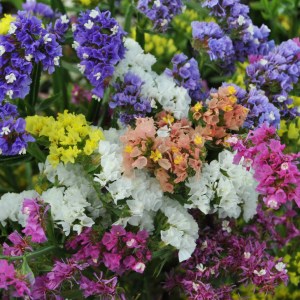limonium