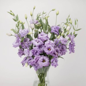 lisianthus8