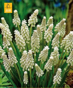 muscari.jpg