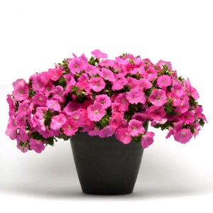 petunia_easy_wave.jpg