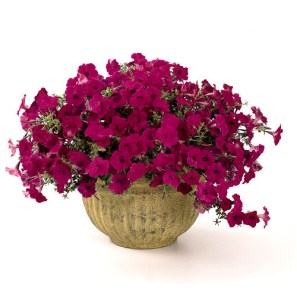 petunia_tidal_wave.jpg
