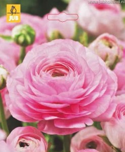 ranunculus.jpg