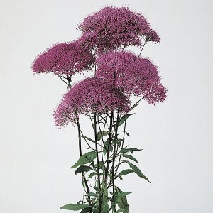 trachelium_lake_michigan_purple