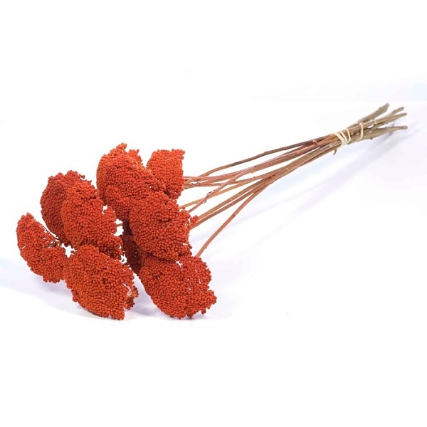 Sušené kvety Achillea parker burnt orange zväzok
