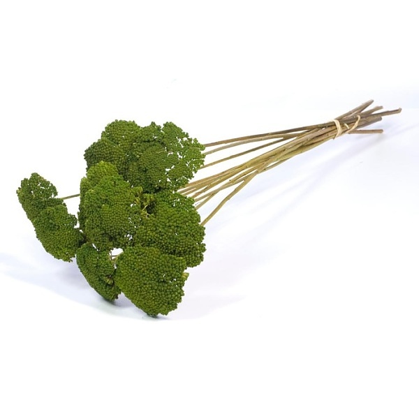 Sušené kvety Achillea parker green zväzok