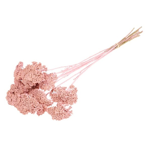 Sušené kvety Achillea parker pink misty zväzok