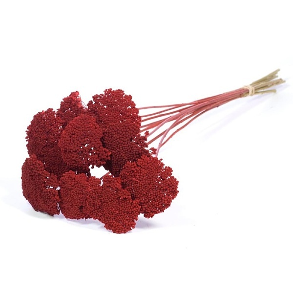 Sušené kvety Achillea parker red zväzok