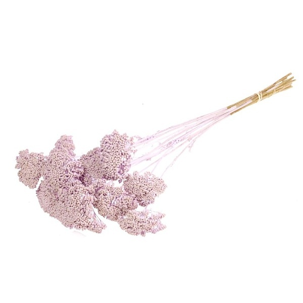 Sušené kvety Achillea parker lilac misty zväzok