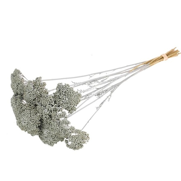 Sušené kvety Achillea parker grey misty zväzok