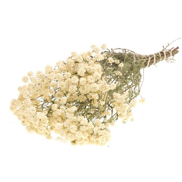 Sušené kvety Achillea ptarmica natural white zväzok