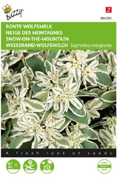 Euphorbia marginata (Mliečnikovka obrúbená) cca 15 semien