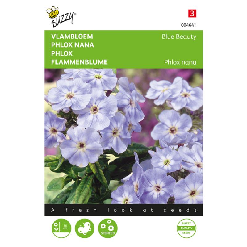 Phlox nana Blue Beauty cca 0,4 g