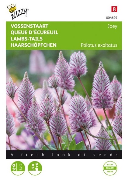 Ptilotus exaltatus Joey, Jahňací chvost  cca 5 semien