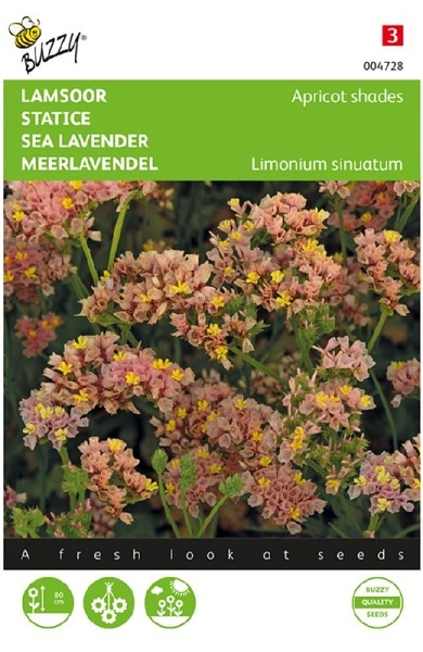 Limonium sinuatum Lavender Apricot cca 0,2 g