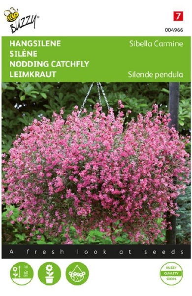 Silene pendula Silenka previslá Nodding Catchfly Sibella Carmine cca 25 semien