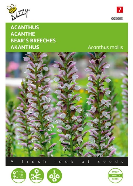 Acanthus mollis, Akant mäkký cca 2 g semien