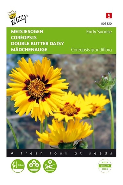 Coreopsis grandiflora, Early sunrise cca 25 semien