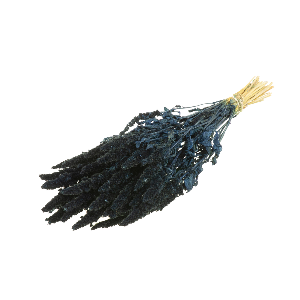 Sušené kvety Amaranthus  dark blue zväzok