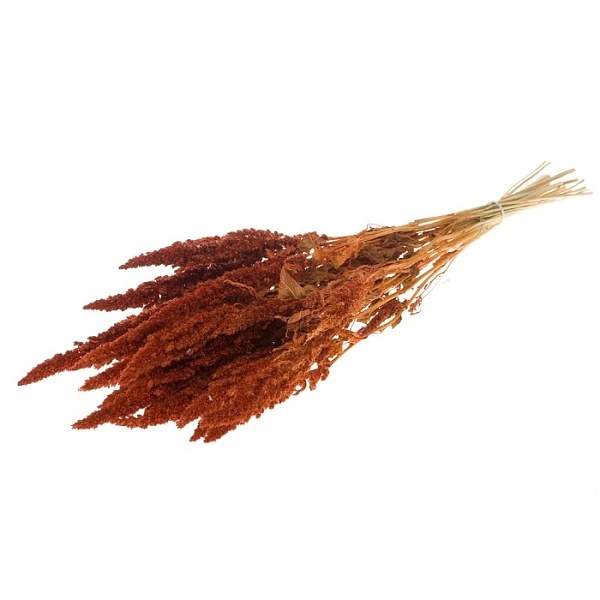 Sušené kvety Amaranthus  burnt orange zväzok