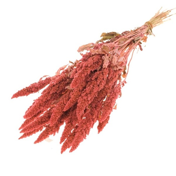 Sušené kvety Amaranthus  pink zväzok