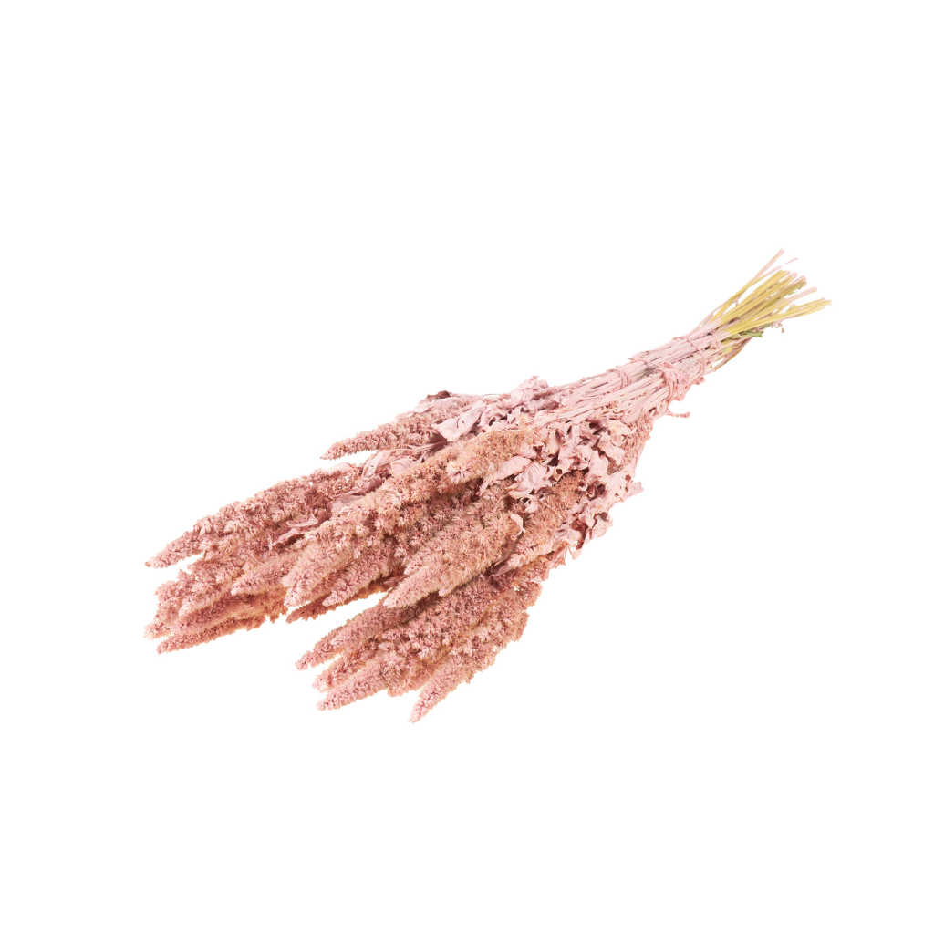 Sušené kvety Amaranthus  pink misty zväzok