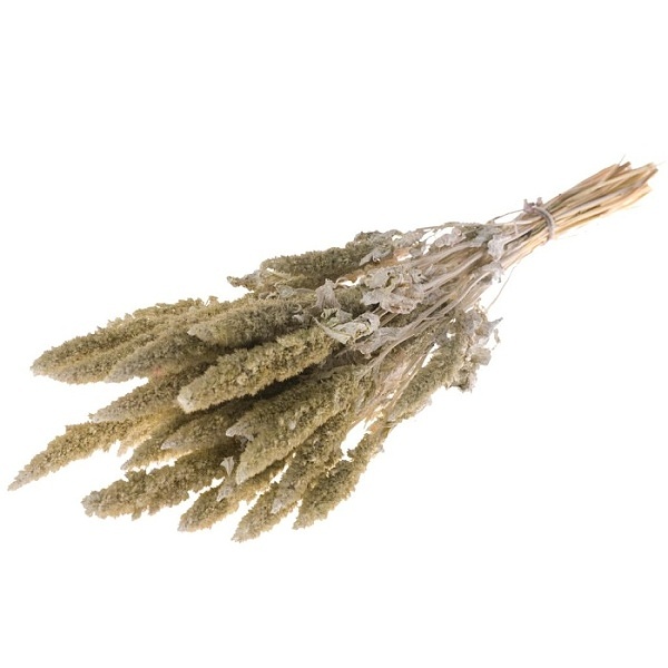 Sušené kvety Amaranthus  white misty zväzok
