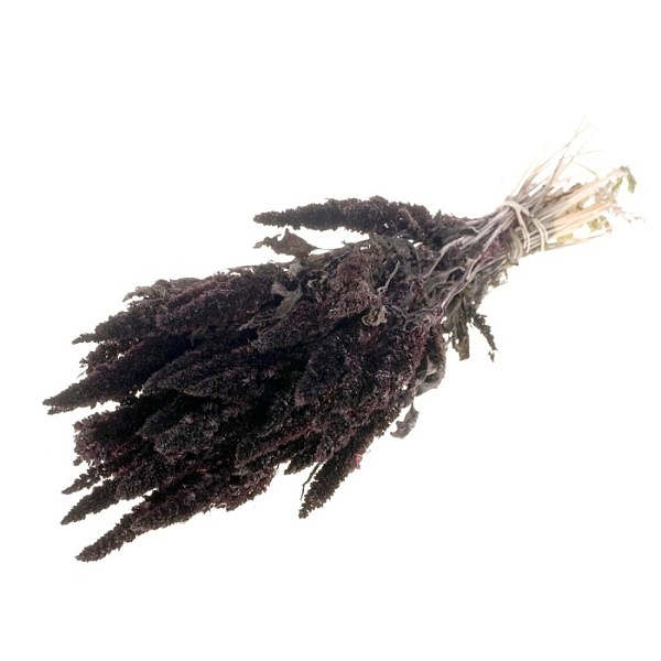 Sušené kvety Amaranthus  deep brown zväzok