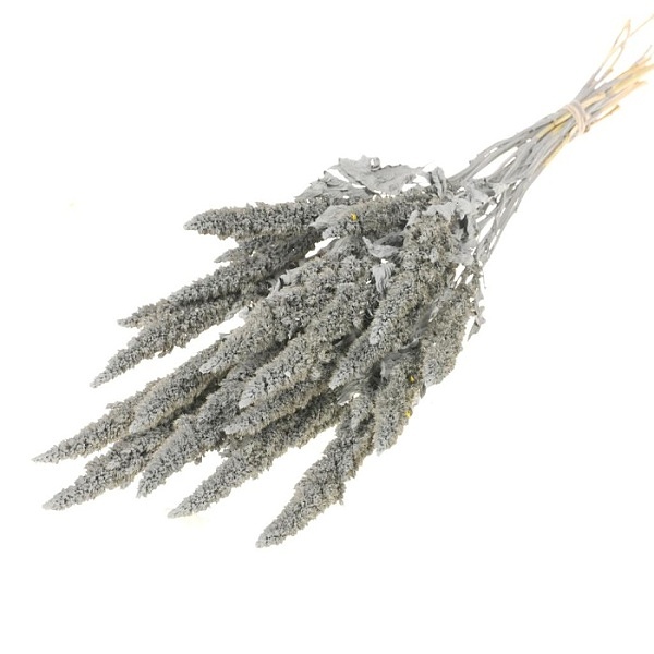 Sušené kvety Amaranthus  grey misty zväzok