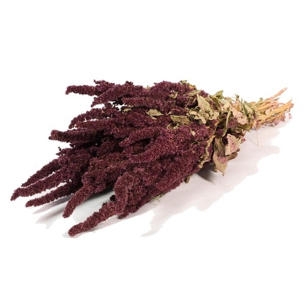 Sušené kvety Amaranthus  natural red  zväzok