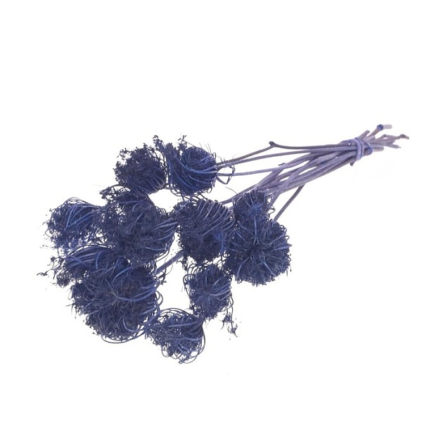 Sušené kvety Ammi majus dark blue zväzok